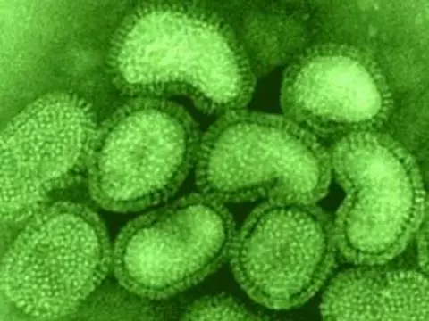 Вирус H1N1 стал [доминирующим штаммом гриппа в России]