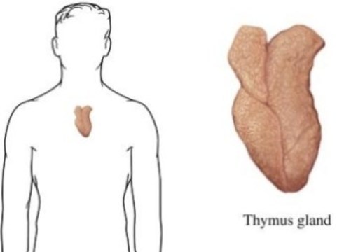 Картинки тимус вилочковая железа