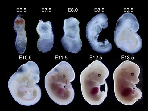Ученые остановили эмбриональное развитие мышей