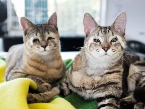 Австралийские врачи спасли зрение двум котятам