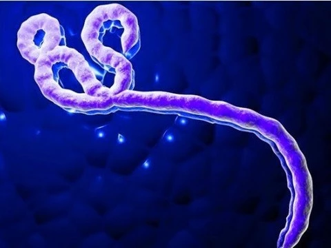 Вирус Эбола в сперме выживших [способен к заражению в течение трех месяцев]