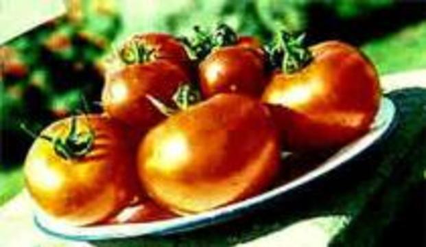 Генетически модифицированные помидоры полезнее обычных