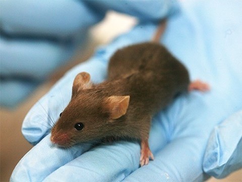 Ученые смогли обернуть вспять выпадение волос и образование морщин