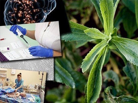 Поможет ли стевия при диабете и как сделать человека честным?
