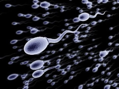 Сперма: изображения без лицензионных платежей