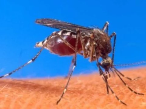 [Привлекательность человека] для комаров связали с микрофлорой кожи