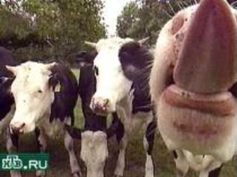 Россия запретит ввоз говядины из Польши