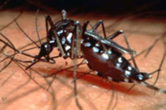 В Парагвае 60 тысяч человек [заболели лихорадкой денге]