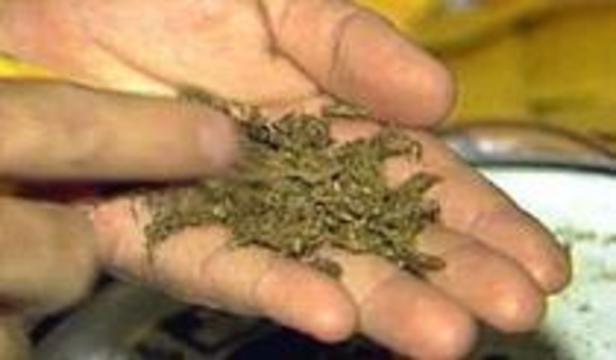 Верховный Суд США запретил марихуану
