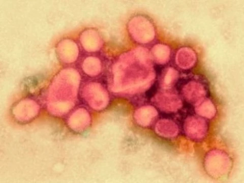 Пандемия свиного гриппа [унесла жизни 300 тысяч человек в течение года]